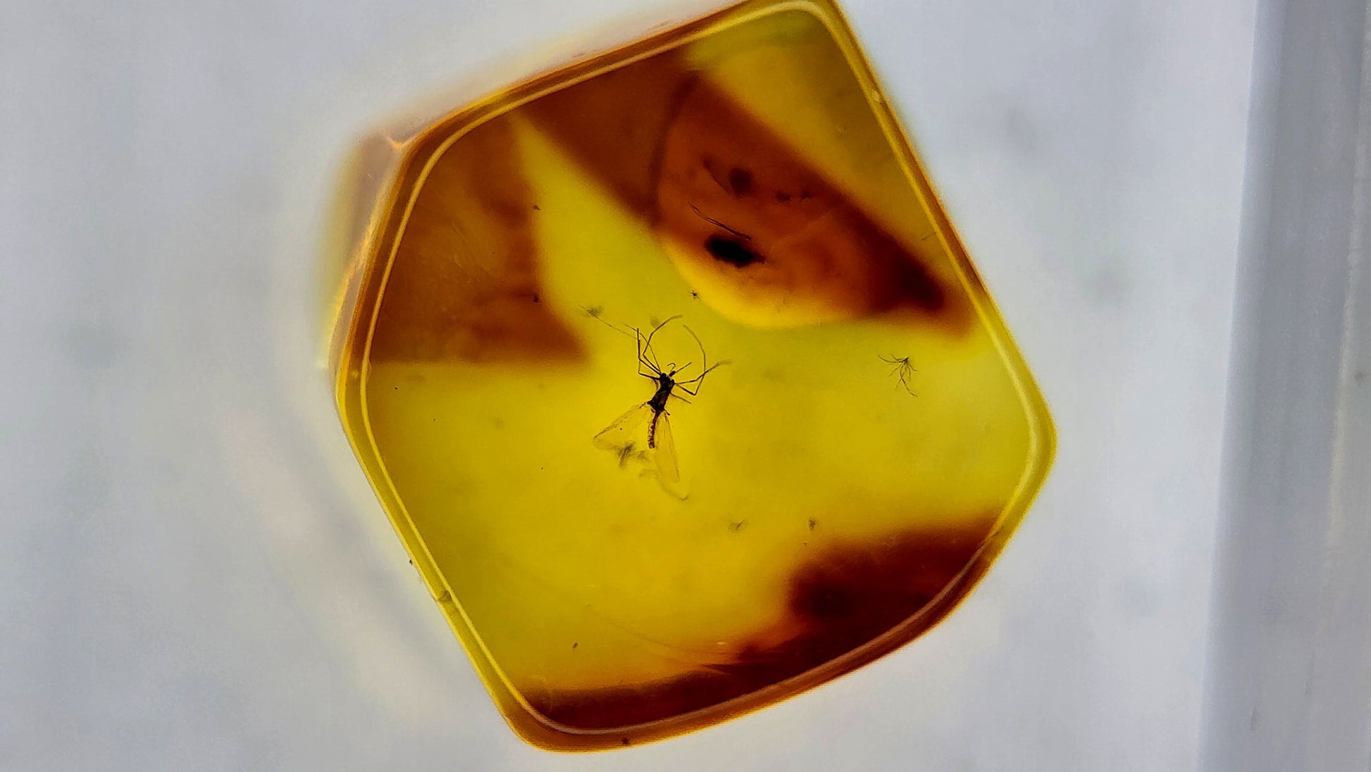 Insect Amber 63