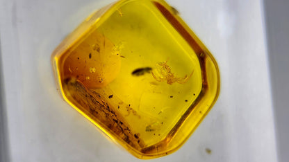 Insect Amber 64