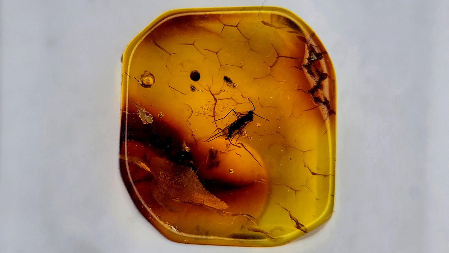 Insect Amber 65