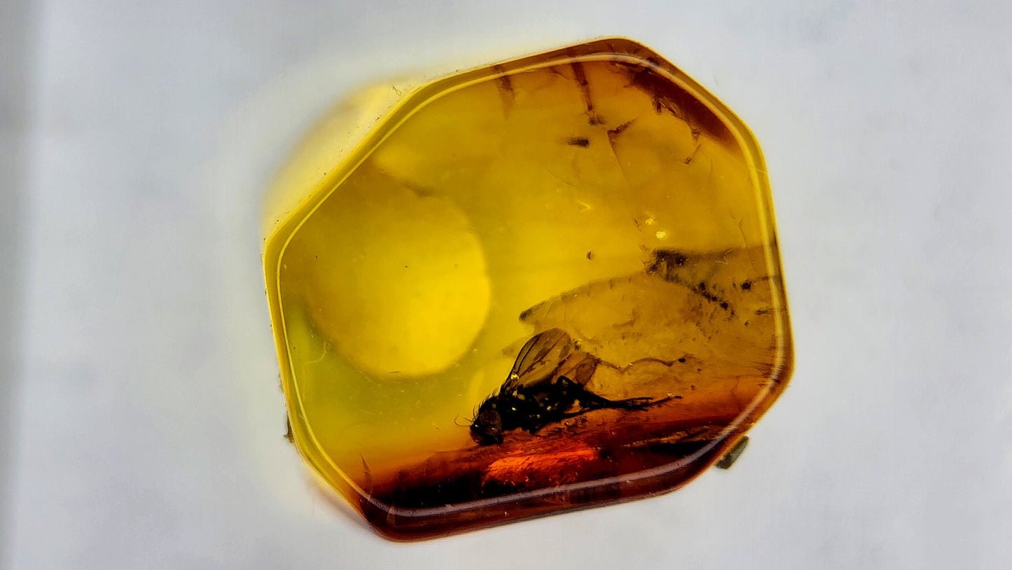 Insect Amber 66