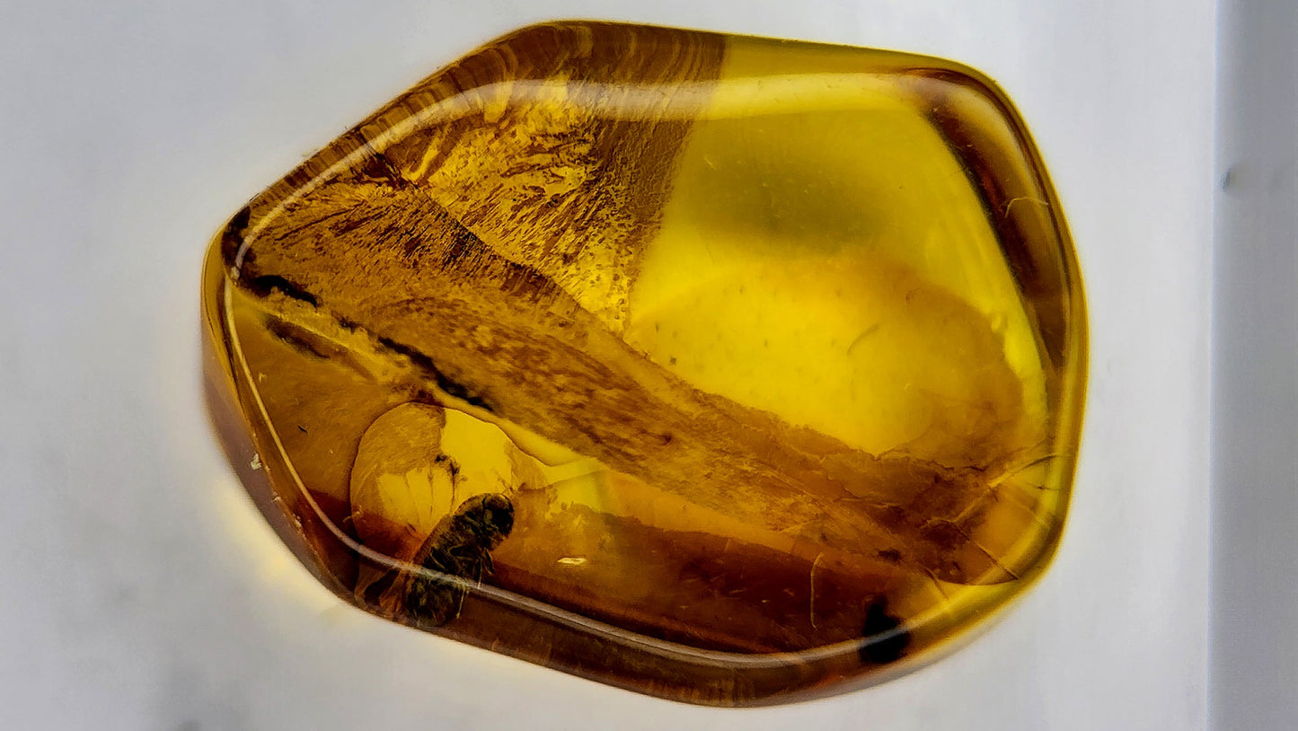 Insect Amber 68