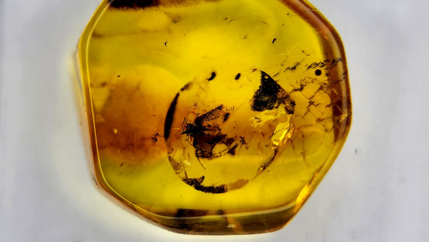 Insect Amber 69