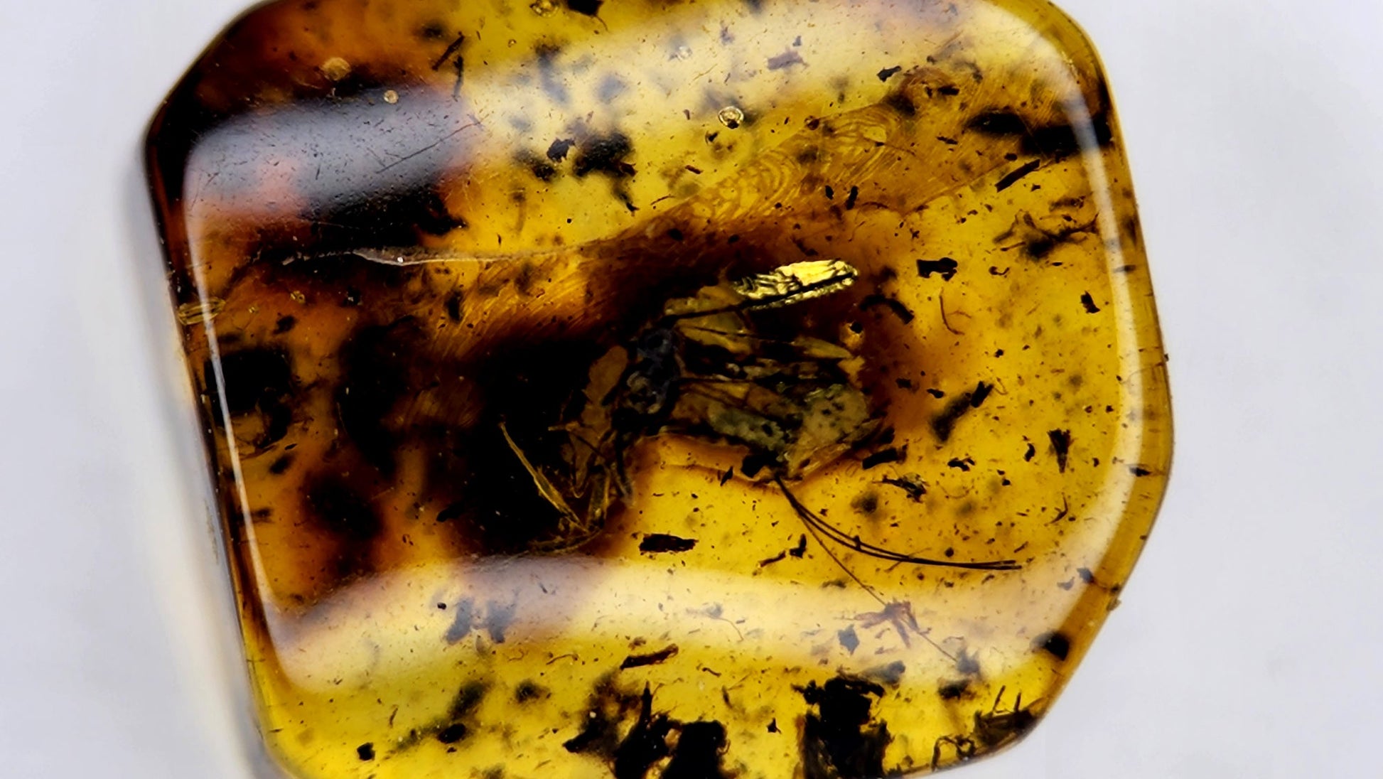 Insect Amber 7