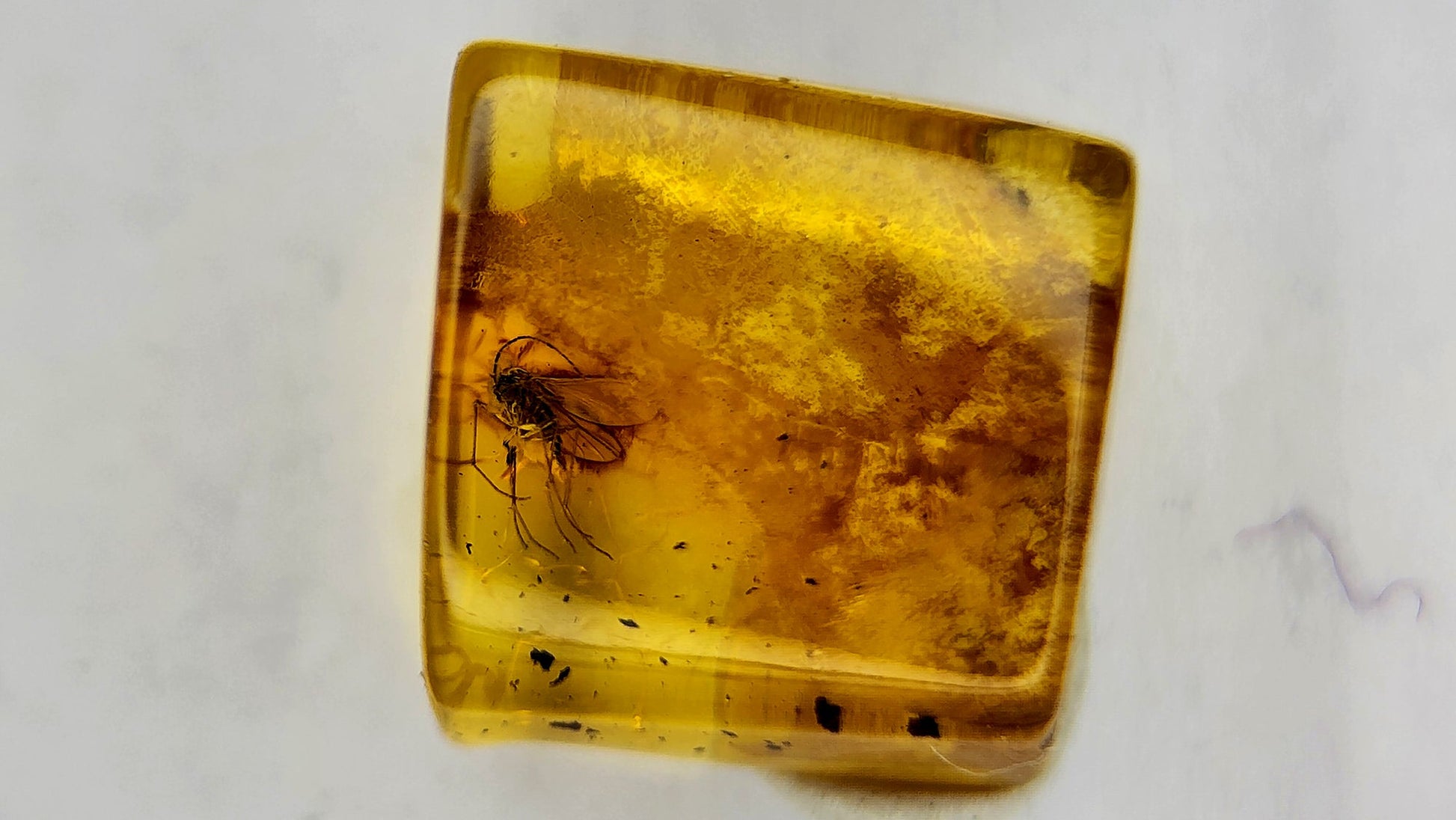 Insect Amber 72