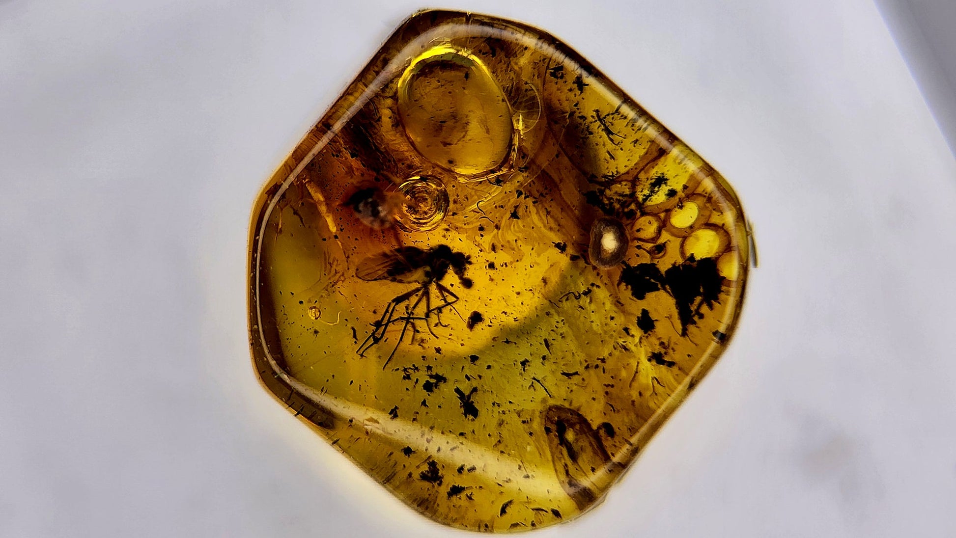 Insect Amber 73