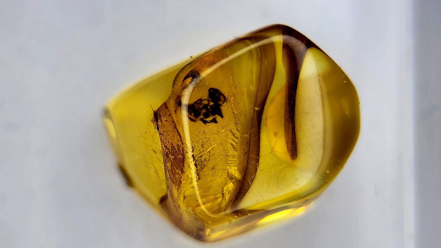 Insect Amber 74