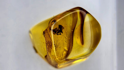 Insect Amber 74