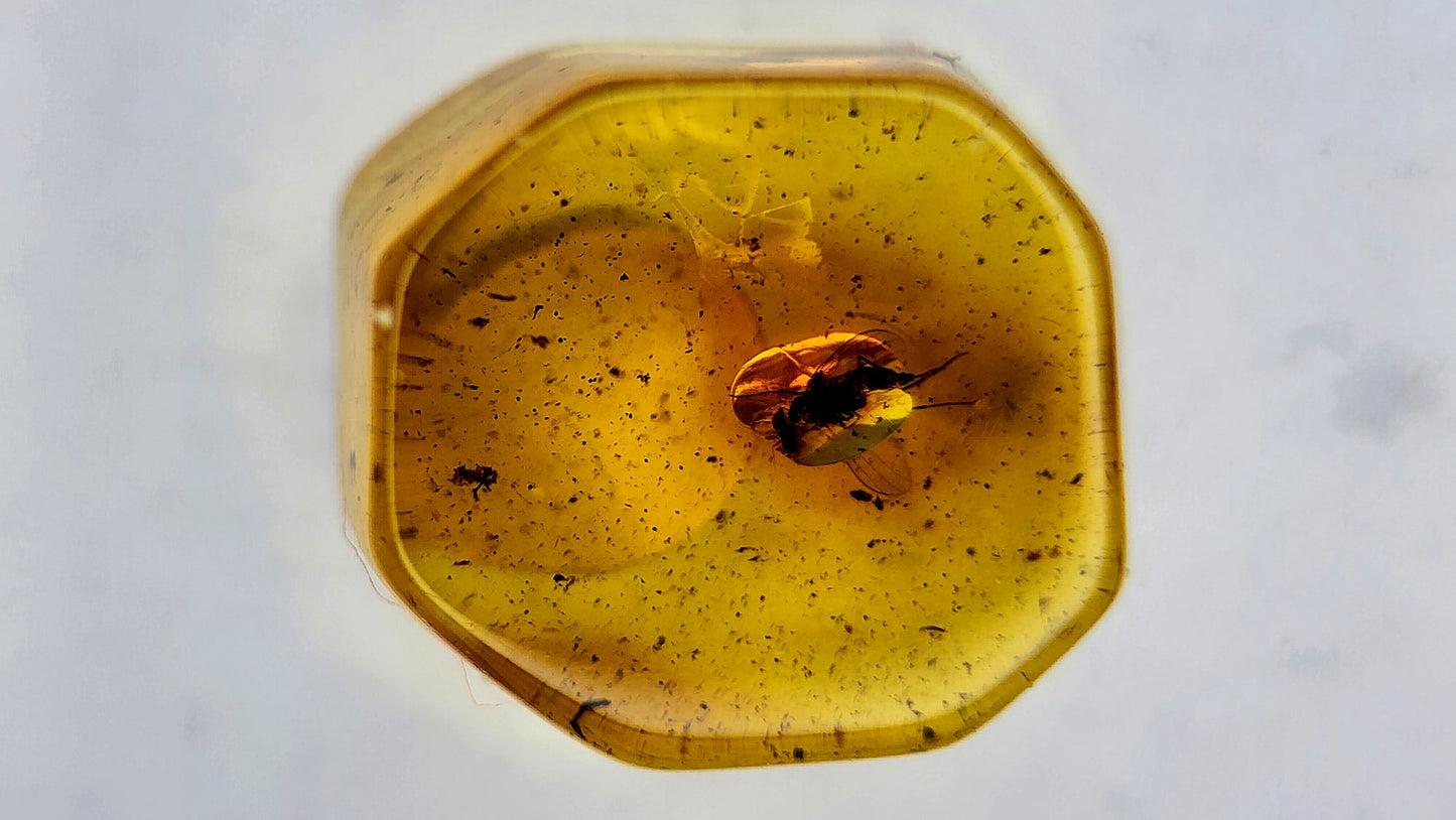 Insect Amber 76