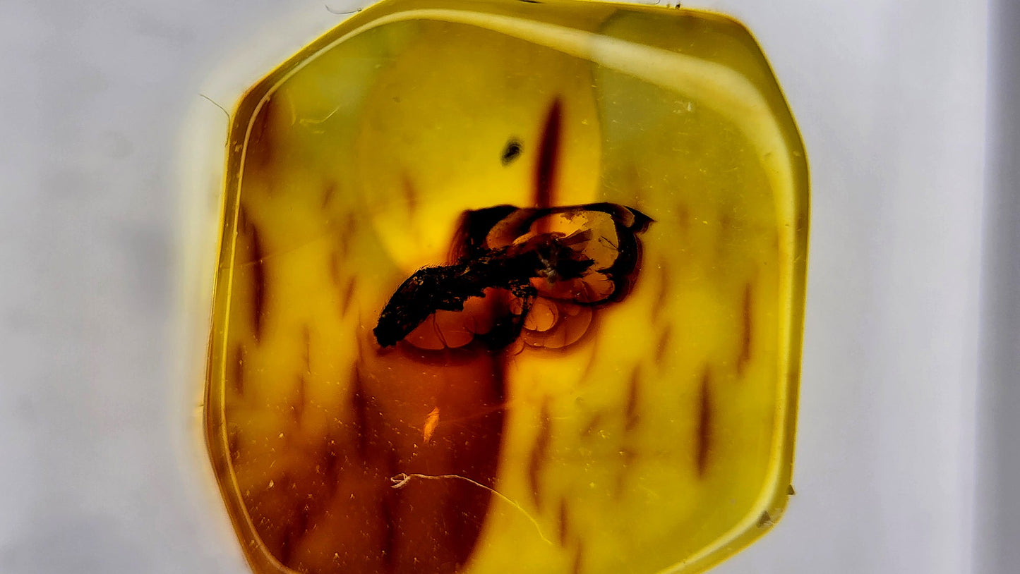 Insect Amber 78