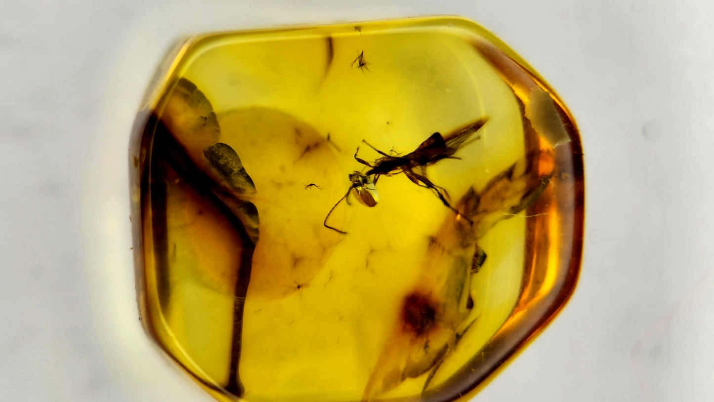 Insect Amber 79