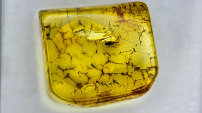 Insect Amber 80