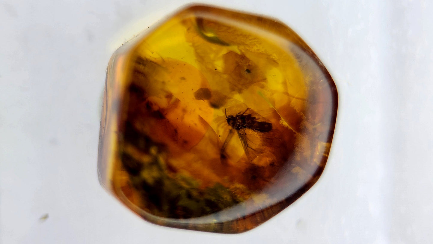 Insect Amber 81
