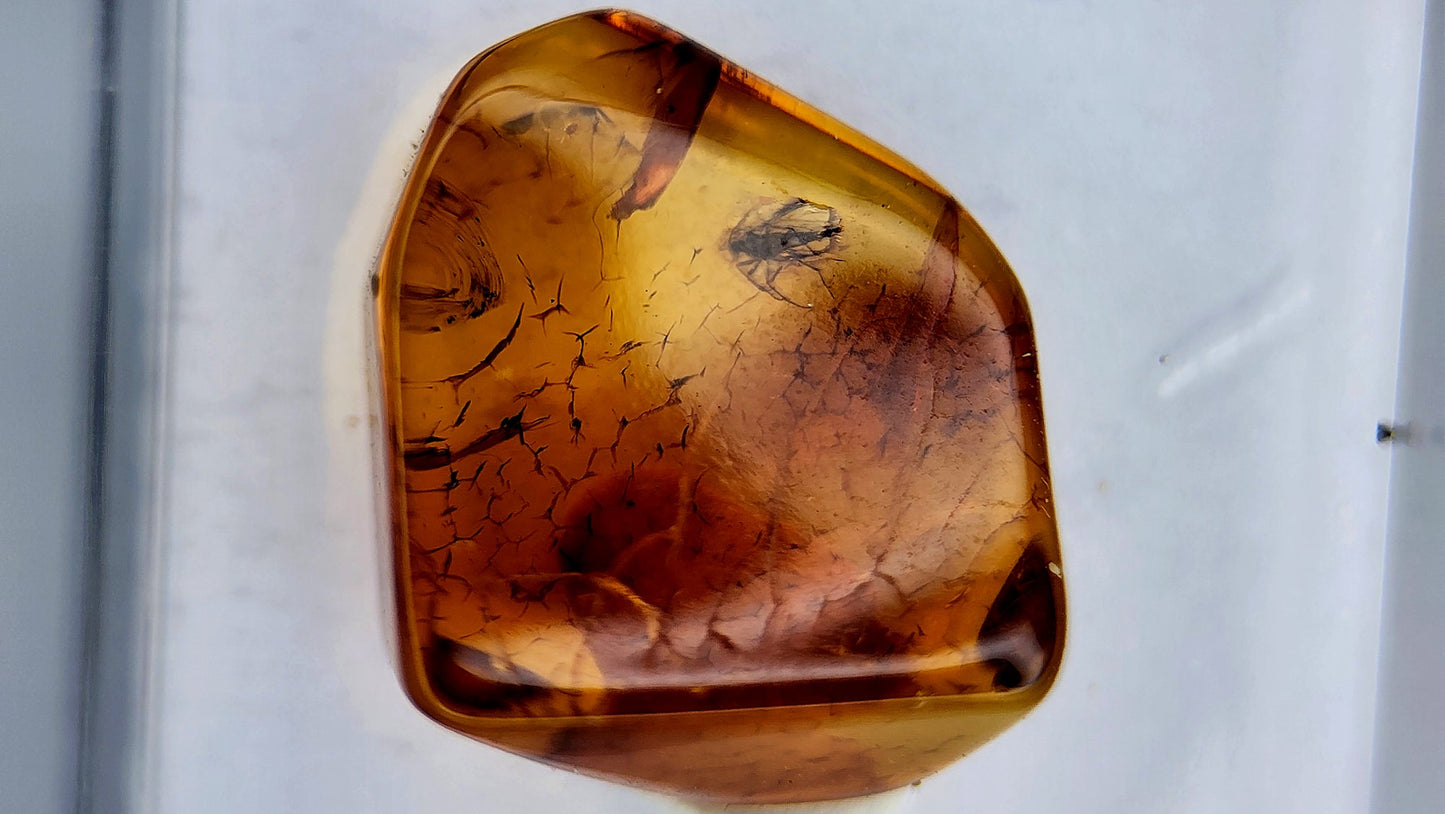 Insect Amber 82