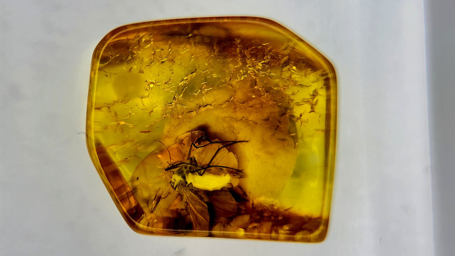 Insect Amber 84