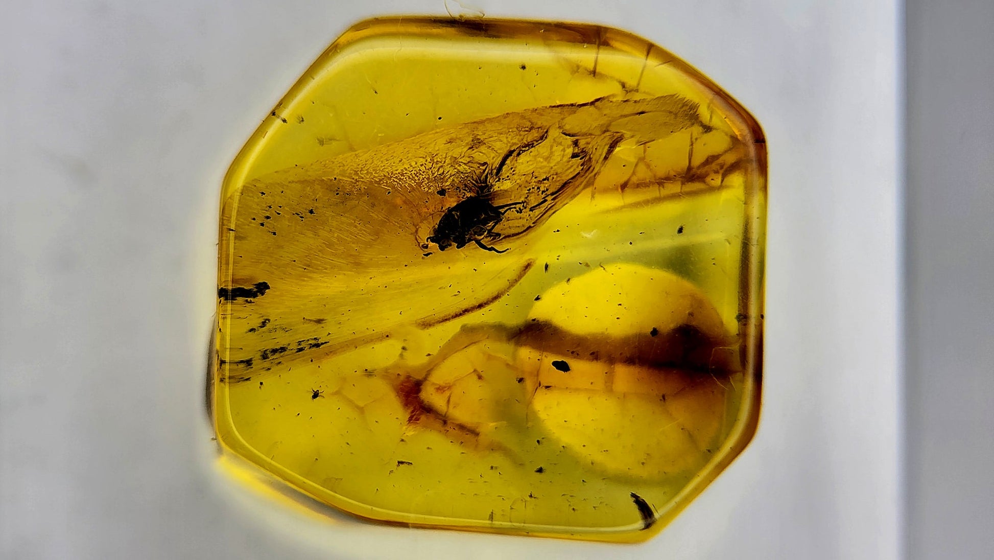 Insect Amber 85