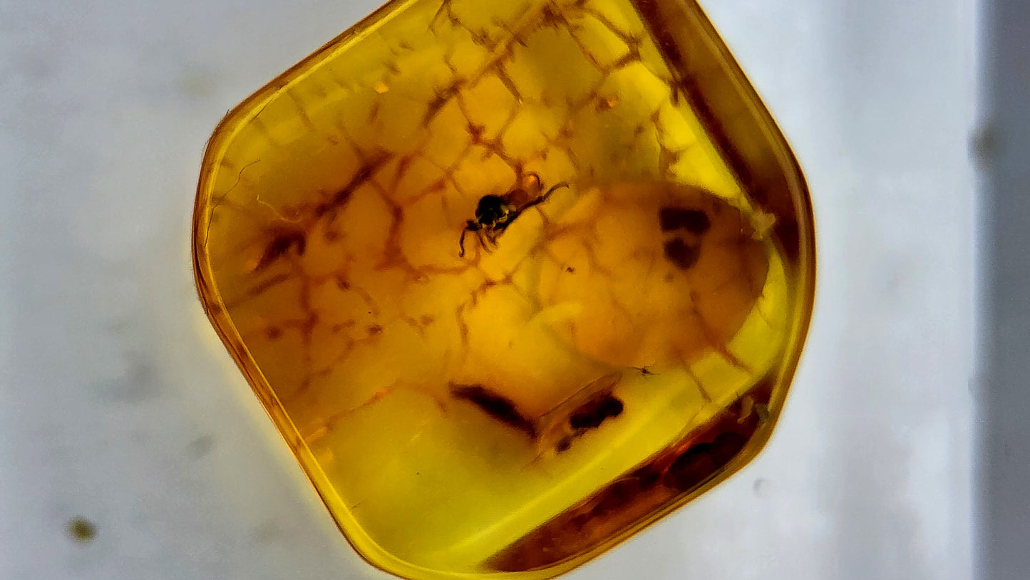 Insect Amber 86