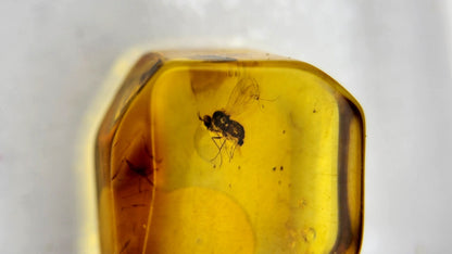 Insect Amber 87