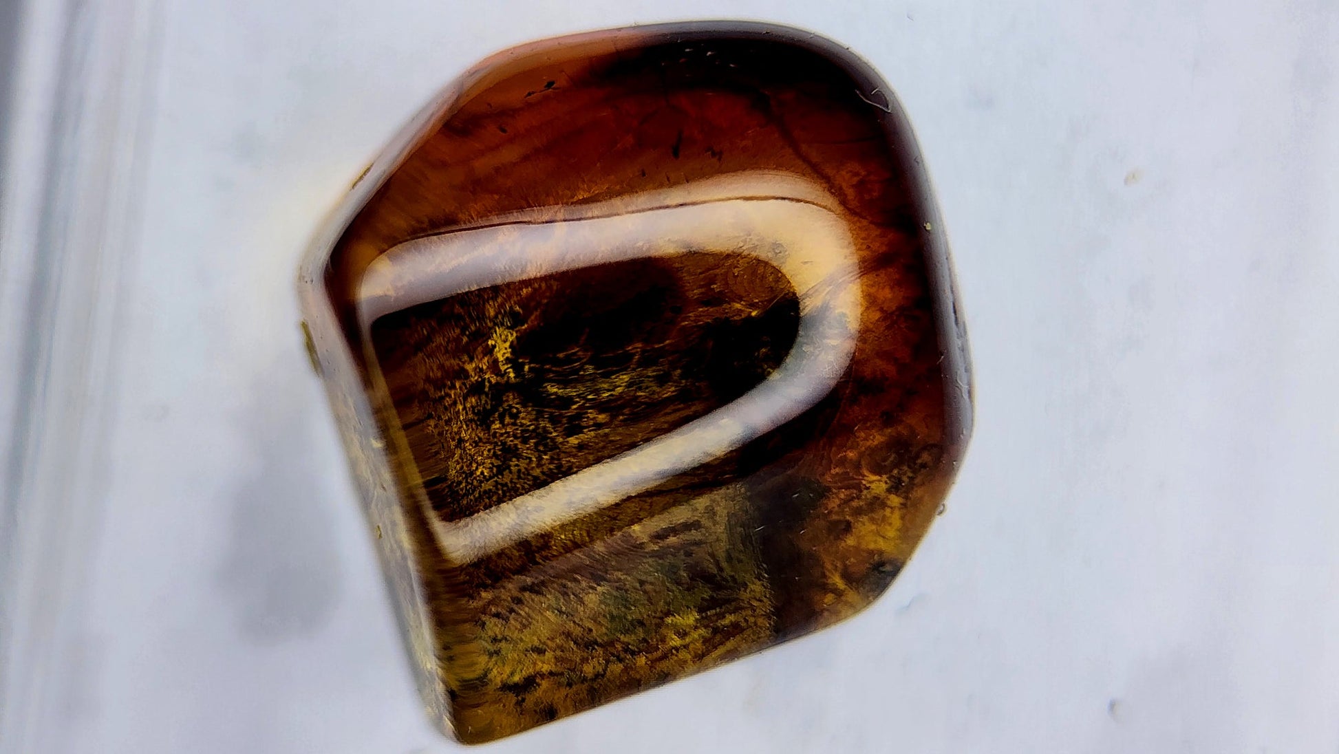 Insect Amber 89