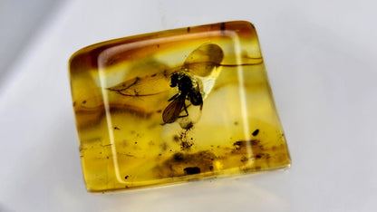 Insect Amber 9