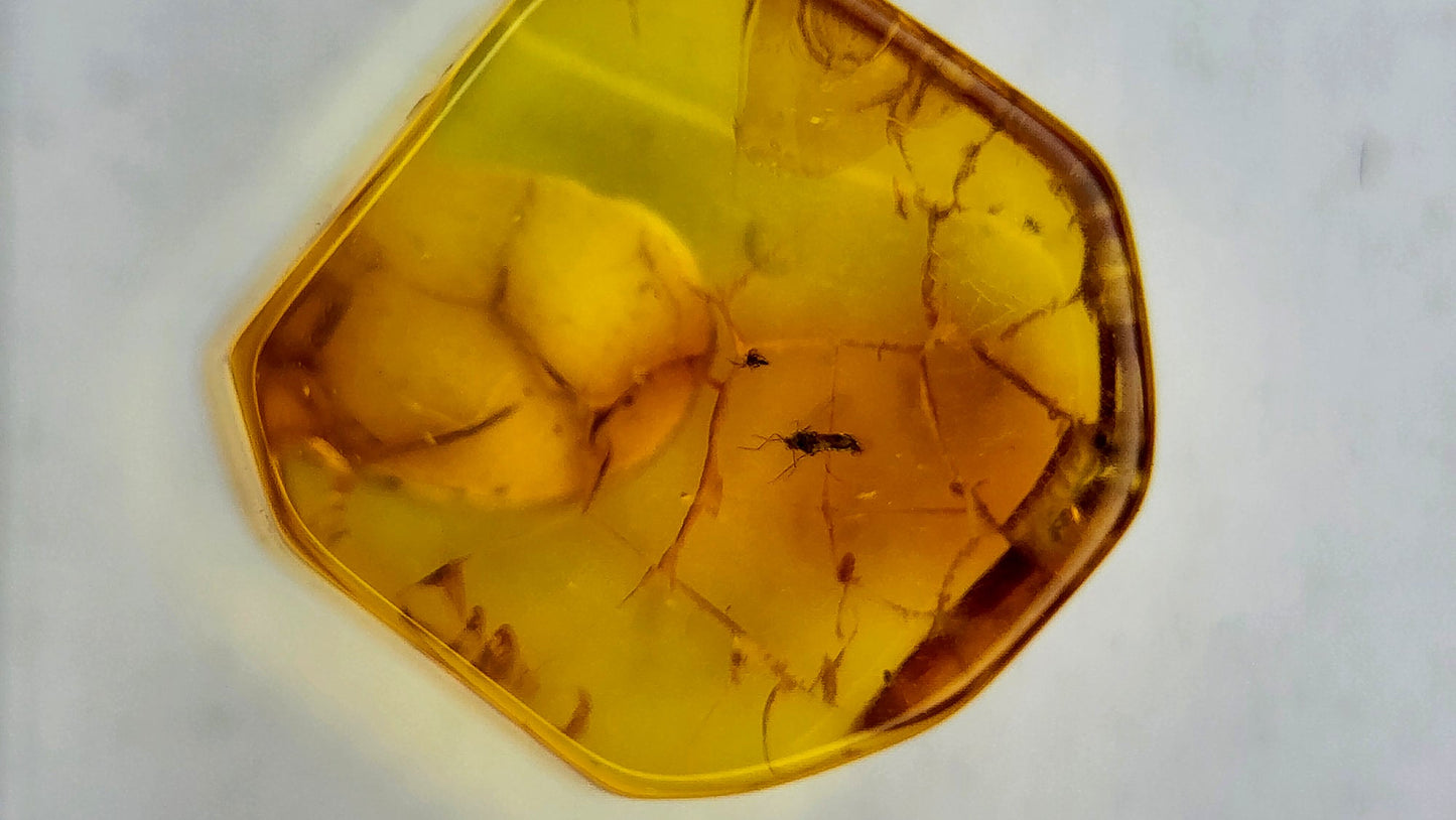 Insect Amber 90